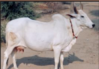 <ul><li><p>zebu cattle</p></li><li><p>india</p></li><li><p>white or gray with black skin</p></li></ul><p></p>