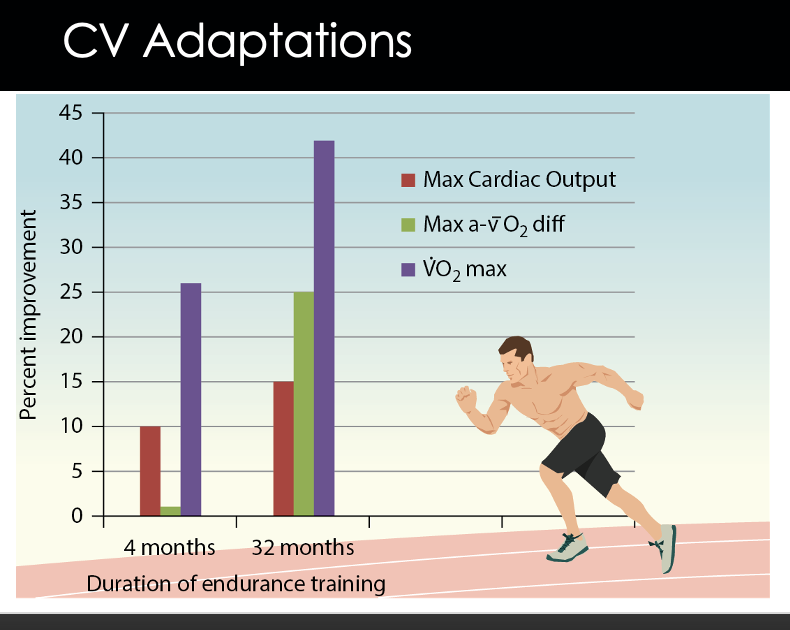 <p><strong>Short term exercise</strong> ( w/in 1-4 months)</p><ul><li><p>initial VO2 max increases by 26%</p><ul><li><p>this is due to <strong>retaining more</strong> plasma volume → <strong>increases </strong>SV → <strong>increases </strong>CO</p></li><li><p>increasing SV <strong>></strong> increasing a-vO2 → not good @ extraction</p></li></ul></li></ul><p></p><p><strong>Long term exercise</strong> ( w/in 28-32 months)</p><ul><li><p>VO2 max increases by 42%</p><ul><li><p>increasing a-vO2 <strong>> </strong>increasing SV → Get better @ extraction</p></li></ul></li></ul><p></p>