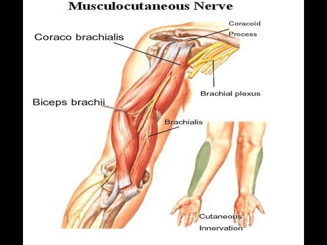 <ul><li><p><strong><mark data-color="purple" style="background-color: purple; color: inherit">MOVEMENTS</mark></strong></p><ul><li><p>elbow flex, shoulder flex</p></li></ul></li></ul><p><strong>MUSCLE</strong></p><ol><li><p><strong>biceps</strong></p><ul><li><p>elbow flex with forearm supinated</p></li></ul></li><li><p><strong>brachialis</strong></p><ul><li><p>elbow flex</p></li></ul></li><li><p><strong>coracobrachialis</strong></p><ul><li><p>shoulder flex</p></li></ul></li></ol><p></p>