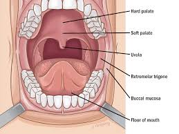 <p>Roof of the mouth </p>