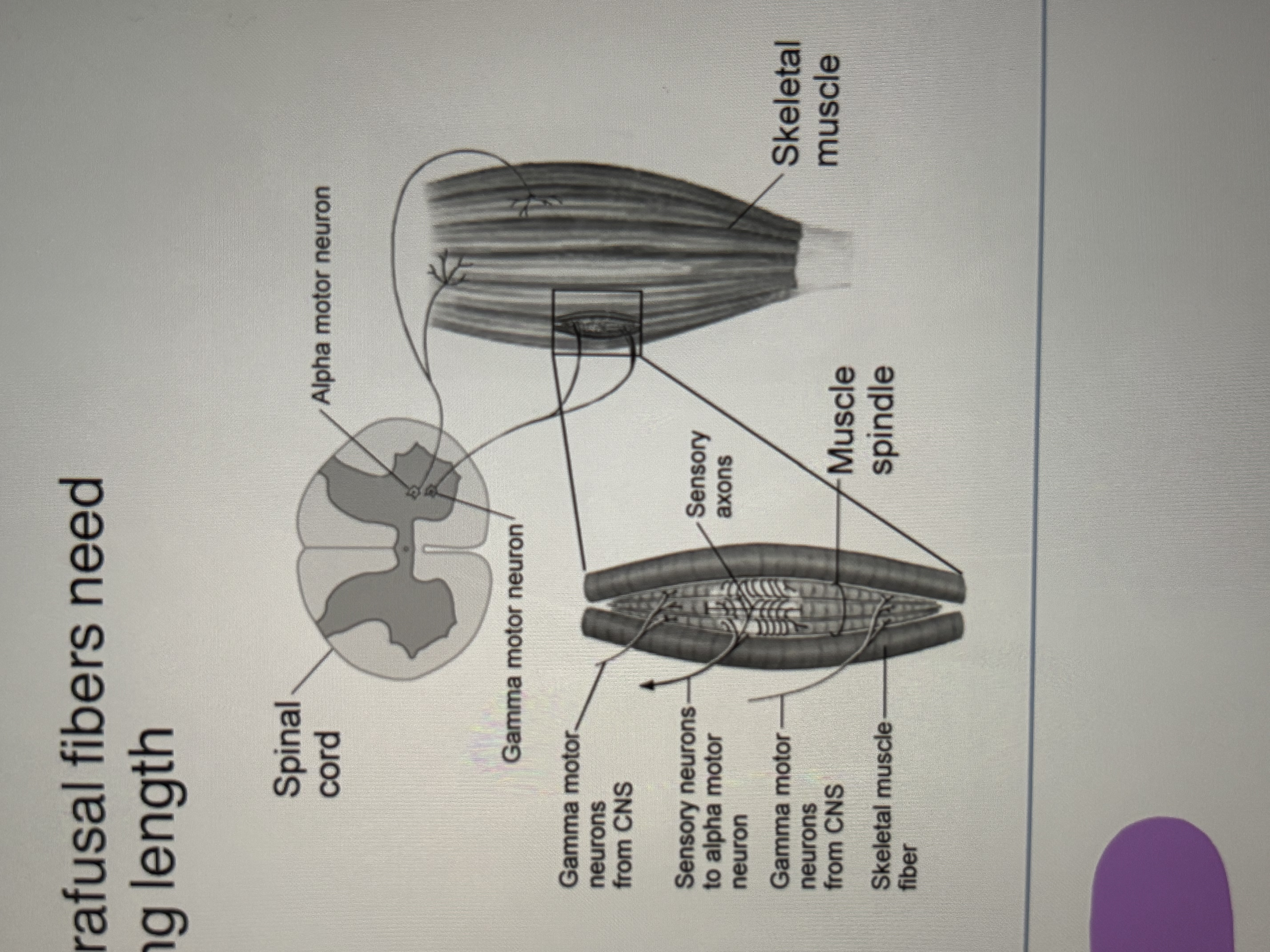 <ul><li><p>after the muscle stretches, the intrafusal fibers need to <u>contract </u>to return to their resting length </p><ul><li><p>intrafusal/spindle (efferent)- y gamma LMN</p></li></ul></li><li><p>when <u>contracting</u> a muscle to generate force, extrafusal fibers are activated by a LMNS </p><ul><li><p>extrafusal <u>(efferent)-</u> a alpha LMN</p></li></ul></li></ul><p></p>