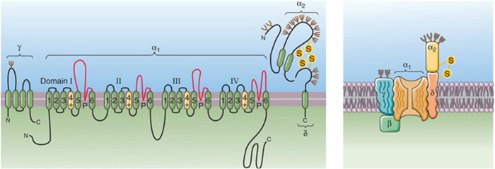 <ul><li><p>monomeer</p></li><li><p>6 transmembranaire segmenten</p></li></ul><p></p>