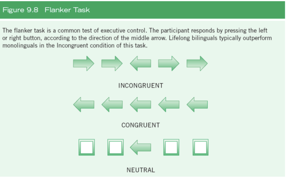 <p>Measure of executive control</p><ul><li><p>Participants respond to direction of central arrow, regardless of direction other arrows are pointing</p></li></ul><p></p>