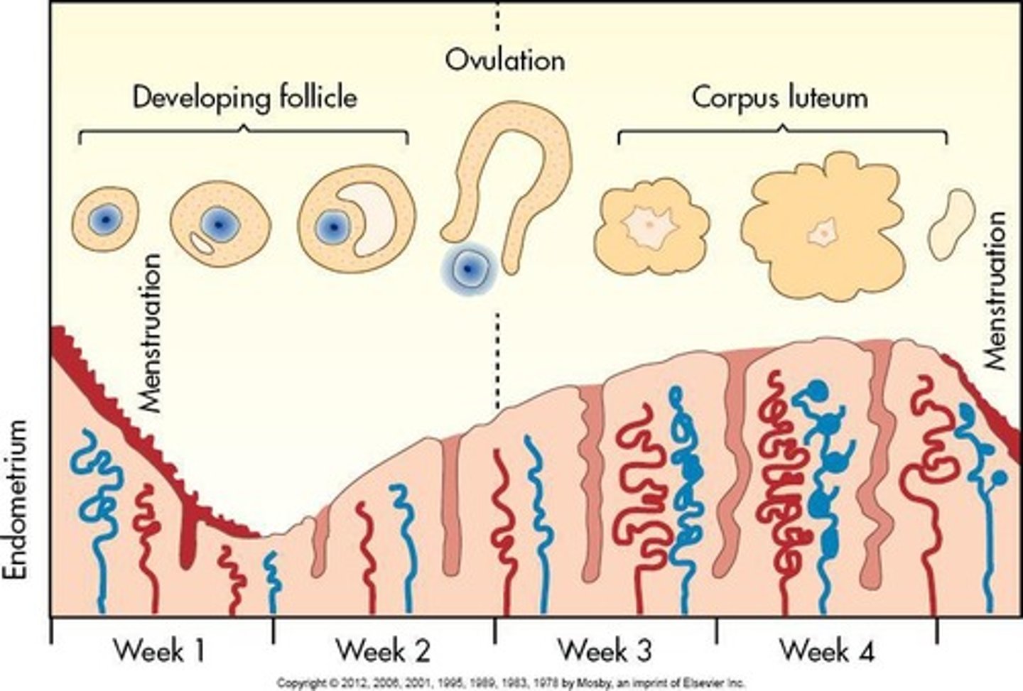 <p>Female reproductive years begin around 11 to 13 years of age at onset of menses (menstruation) and end around age 50, when menses ceases.</p>