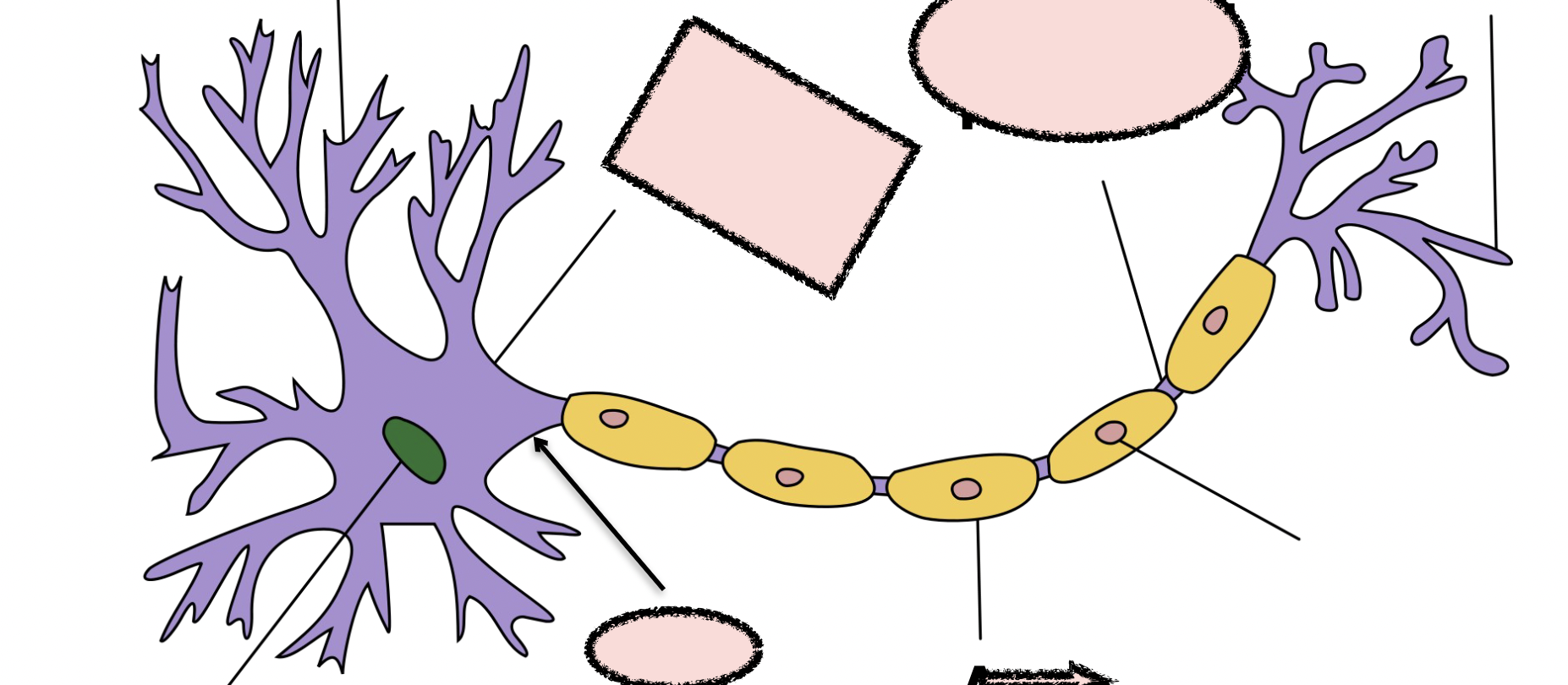 name each part of the neuron