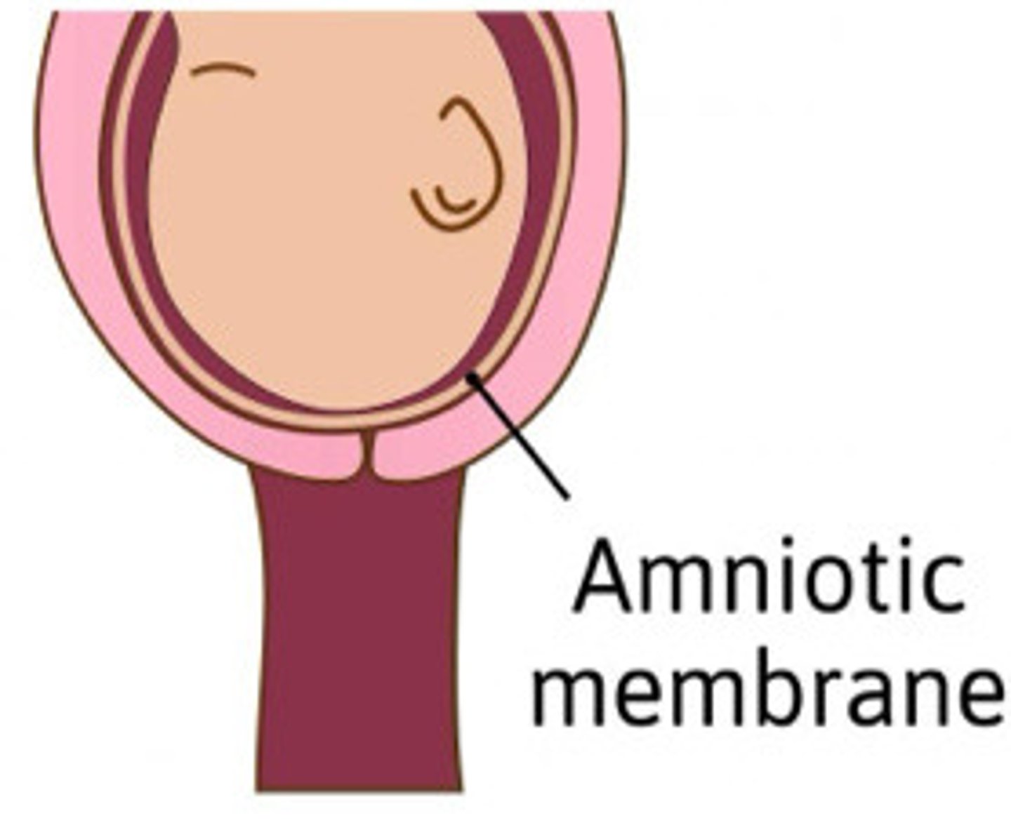 <p>Describe the cervix in this image</p>