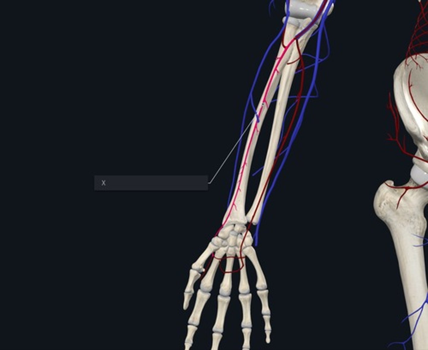<p>Name the Vessel highlighted pink and marked with the X/ raidal side division of brachial artery</p>