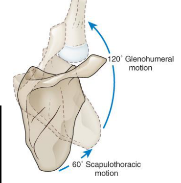 <p>Scapulohumeral rhythm has a GH:ST ratio of <span style="color: red;"><strong>2:1</strong></span>, which becomes constant after <span style="color: red;"><strong><span>30° of abduction or 60° of flexion</span></strong></span> </p>