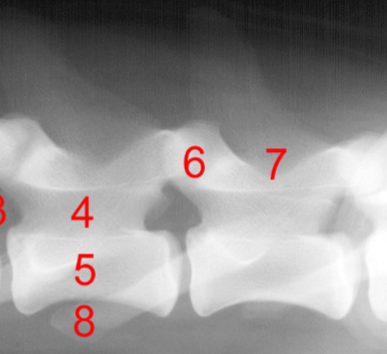 <p><span><span>Identify structure 7:</span></span></p>