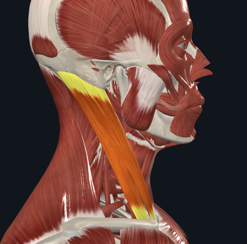 <p><strong>Nombre alterno: </strong>ECM</p><p><strong><mark data-color="yellow" style="background-color: yellow; color: inherit">Origen:</mark></strong></p><p><mark data-color="yellow" style="background-color: yellow; color: inherit">Haz interno/esternal: Cara anterior del manubrio del esternón</mark></p><p><mark data-color="yellow" style="background-color: yellow; color: inherit">Haz externo/clavicular: Tercio medial de la clavícula</mark></p><p><strong><mark data-color="blue" style="background-color: blue; color: inherit">Inserción:</mark></strong></p><p><mark data-color="blue" style="background-color: blue; color: inherit">Ambos haces: Línea nucal superior del occipital y apófisis mastoides.</mark></p><p><strong><mark data-color="red" style="background-color: red; color: inherit">Acción: </mark></strong><mark data-color="red" style="background-color: red; color: inherit">Ambos</mark><strong><mark data-color="red" style="background-color: red; color: inherit">: </mark></strong><mark data-color="red" style="background-color: red; color: inherit"><u>Extensión</u> de la cabeza sobre el cuello</mark></p><p><mark data-color="red" style="background-color: red; color: inherit">Solo uno: Inclina cabeza hacia el contrayente (<u>rotación/lateralización</u>)</mark></p><p><strong><mark data-color="purple" style="background-color: purple; color: inherit">Inervación: </mark></strong><mark data-color="purple" style="background-color: purple; color: inherit"><u>Nervio espinal (XI)</u>, Nervios del tercer par cervical</mark><strong><br><mark data-color="green" style="background-color: green; color: inherit">Relaciones: X</mark></strong></p><p><strong>Notas:</strong></p><p>Digástrico</p><p></p>