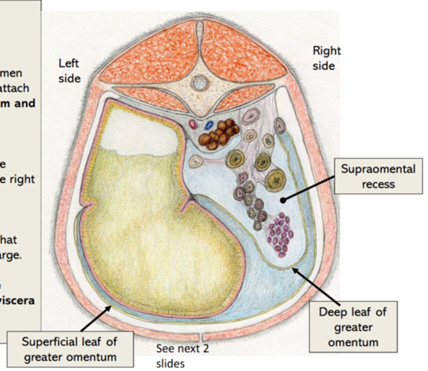 <p>sweeps under the rumen and ascends along the right body wall to attach to the greater curvature of the abomasum and along the descending duodenum</p>