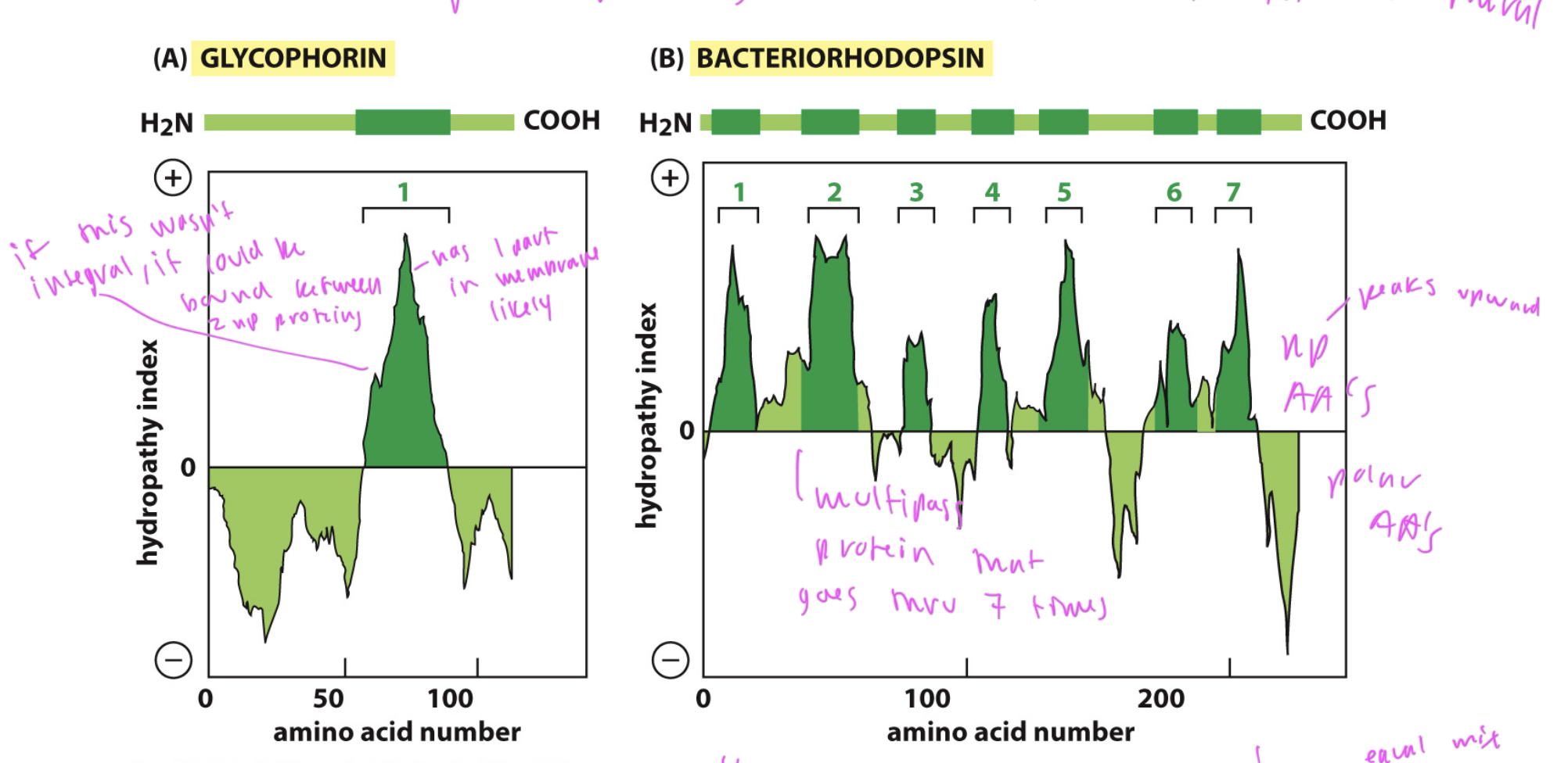 <ul><li><p>used to predict of a protein is an integral membrane protein</p></li><li><p>integral membrane proteins have large spans of np AAs in a sequence where they are in the membrane</p></li><li><p>DOES NOT predict which way it goes in the membrane, just that it is likely integral</p></li><li><p>only works for alpha helices</p></li><li><p>plot has upward peaks where np regions are and downward peaks for polar regions of the sequence</p></li></ul><p></p>