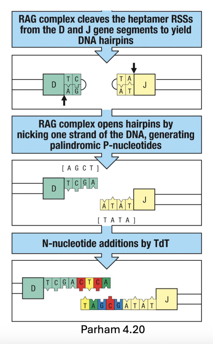 <p><span>Immunoglobulin diversity is further increased by the DNA repair process during recombination:</span></p><ul><li><p><span>Excision (by Rag) forms DNA hairpin loops → unfolding adds </span><strong><u><span>p</span></u></strong><span>alindromic sequences (</span><strong><u><span>P</span></u><span>-nucleotides</span></strong><span>)</span></p><ul><li><p><span>Mediated by </span><strong><span>Artemis</span></strong><span> (endonuclease)</span></p></li></ul></li><li><p><span><span>Terminal deoxynucleotidyl transferase (</span><strong><span>TdT</span></strong><span>) adds random </span><strong><u><span>n</span></u></strong><span>on-templated nucleotides (</span><strong><u><span>N</span></u><span>-nucleotides</span></strong><span>)</span></span></p></li><li><p><span><span>Nonhomologous end joining (</span><strong><span>NHEJ</span></strong><span>) ligates DNA ends</span></span></p></li><li><p><span><span>Increases repertoire diversity by factor of 3 X 10</span><sup><span>7</span></sup><span> → Total diversity ~ 5 X 10</span><sup><span>13 </span></sup><span>(</span></span>increase diversity adding more sequence)</p></li></ul><p>(DNA repair enzymes cleave the hairpin and create a nick, cleaved 2bp in (hairpin opens up= 2 extra a.a that weren’t there before))</p>
