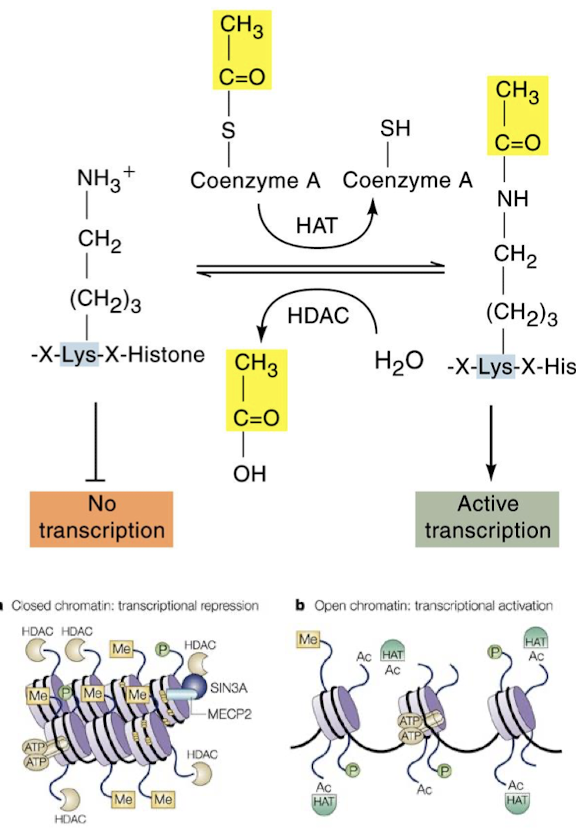 <p>HAT is bound to transcriptionally active chromatin. It acetylates the histone tails and allows transcriptional activation. Histone deacetylase (HDAC) removes the acetyl group from the histone tail and represses transcription.</p>