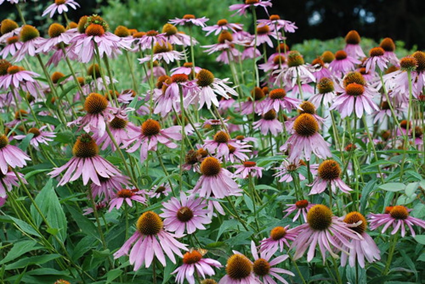 <p>basal mound of foliage; dry infertile</p><p>leaves: little pubescence; scratchy leaves; random teeth</p><p>bloom: sharp disc; reflex petals; one bloom per stem</p>