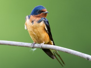 <p>Barn Swallow</p>
