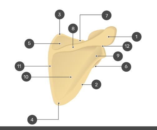 <p>what is number 12?</p>