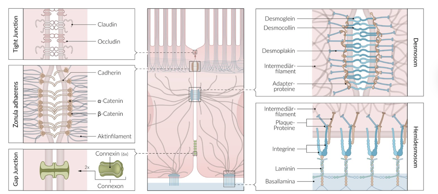 <p>A. Ca²⁺ ions</p>