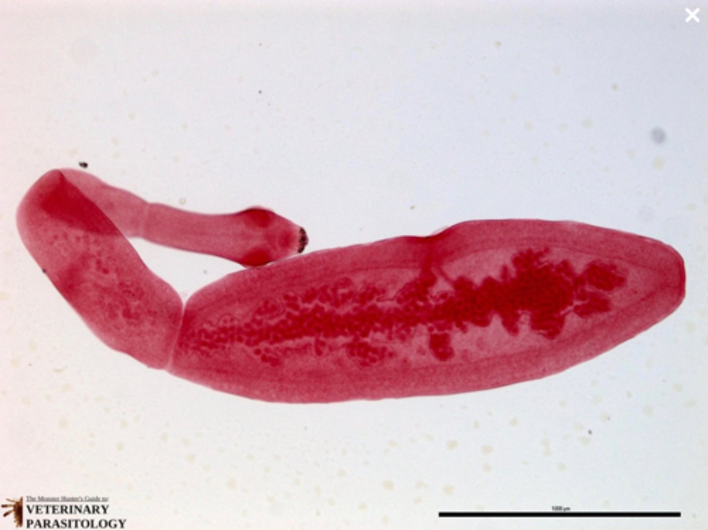 <p>What parasite is this if it is from a dog</p>