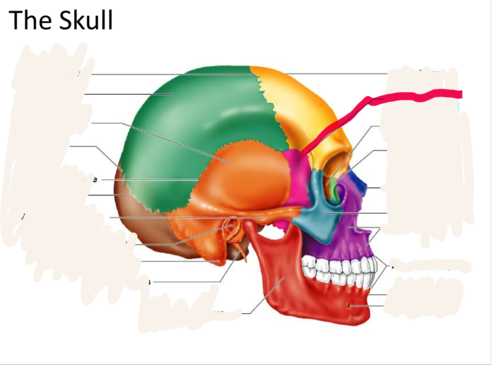 <p>forms part of the base of the skull and parts of the floor and sides of the orbit</p>