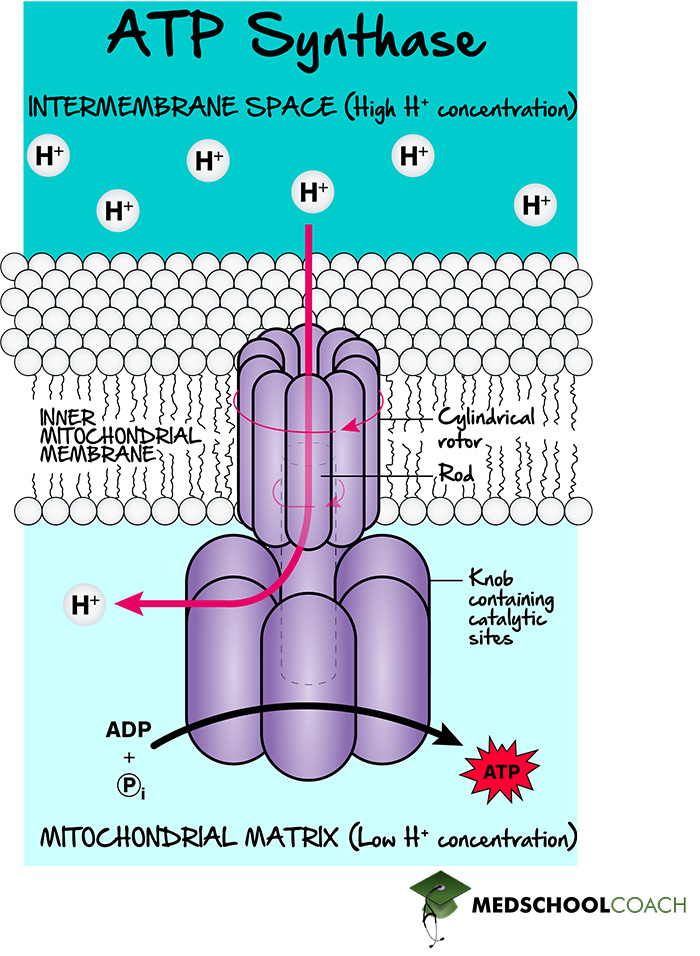 <p>An electrochemical gradient of protons across a membrane that stores E to perform cellular work (ATP synthesis). Generated by electron transport chains, it acts like a battery, combing pH and charge difference</p>
