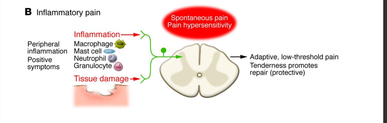 <p>peripheral inflammation &amp; tissue damage -&gt; spinal cord -&gt; adaptive, low-threshold pain; tenderness promotes reapari (protection)</p>