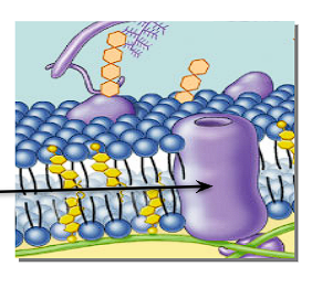 <p>What is an Integral/transmembrane protein + its position in a cell membrane? </p>