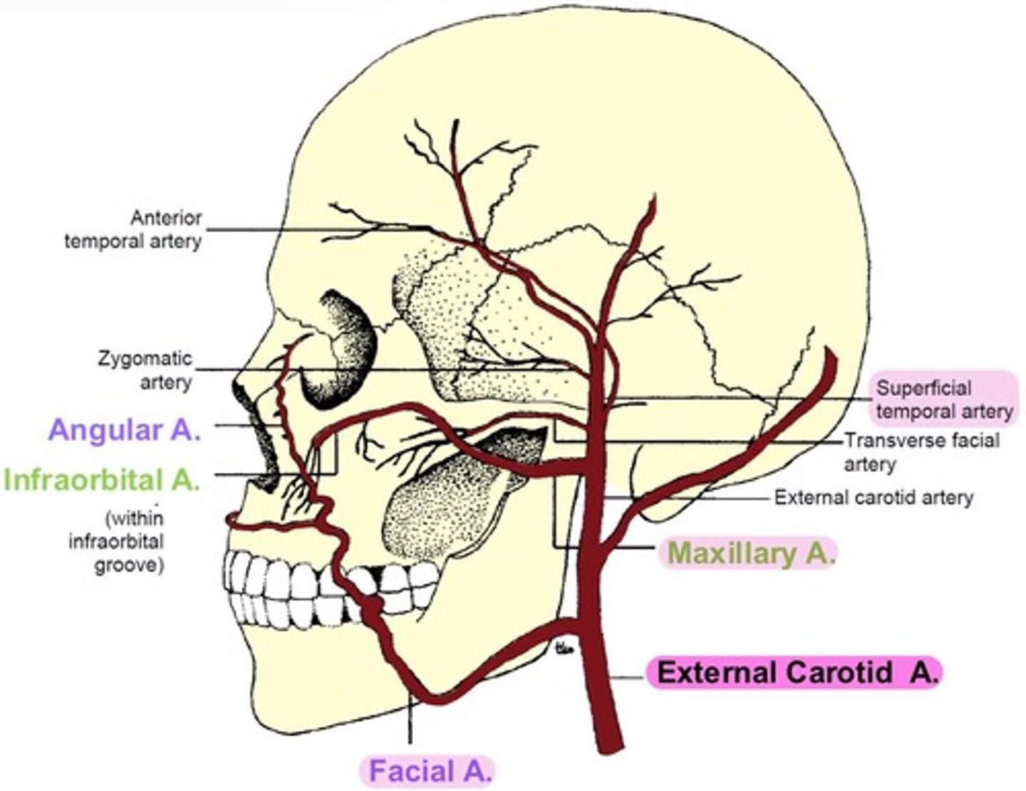 <p>supplies the ocular <strong>adnexa</strong>.</p><p></p><p>branches from the Common carotid artery.</p><p></p><p><span style="text-decoration:underline">branches into:</span></p><p>-Facial artery</p><p>-Superficial Temporal</p><p>-Maxillary artery</p>