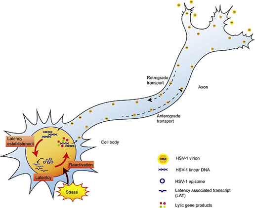 <p><strong>LATs are downregulated</strong>, allowing viral replication to resume. The virus spreads <strong>anterograde</strong> along nerves to peripheral tissues, causing lesions at the site of <strong>primary infection</strong>.</p>