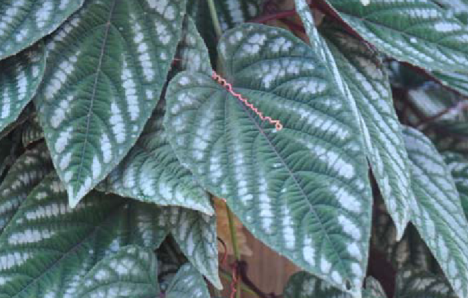 <p>Cissus discolor </p>