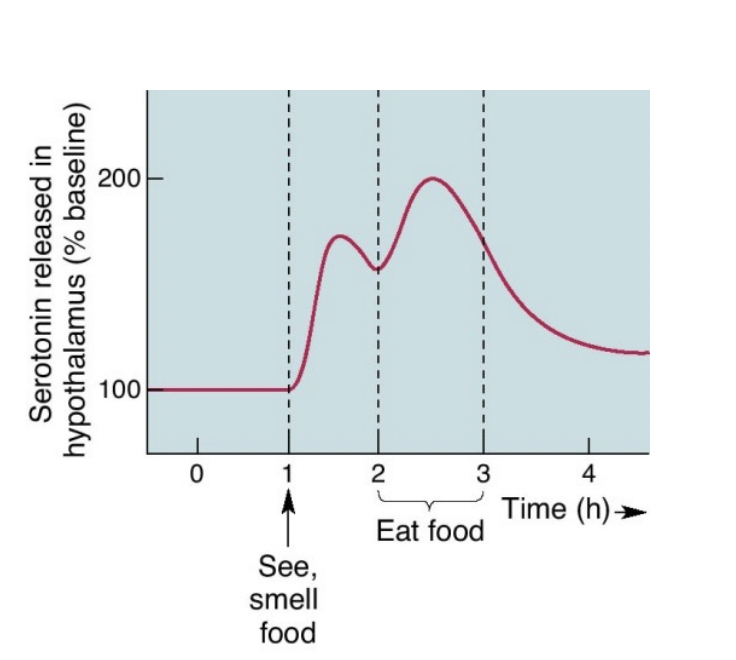 <ul><li><p>Rise in <strong>anticipation of food</strong></p></li><li><p>Spike <strong>during meal</strong></p></li><li><p>Low during the <strong>postabsorptive period</strong></p></li></ul>