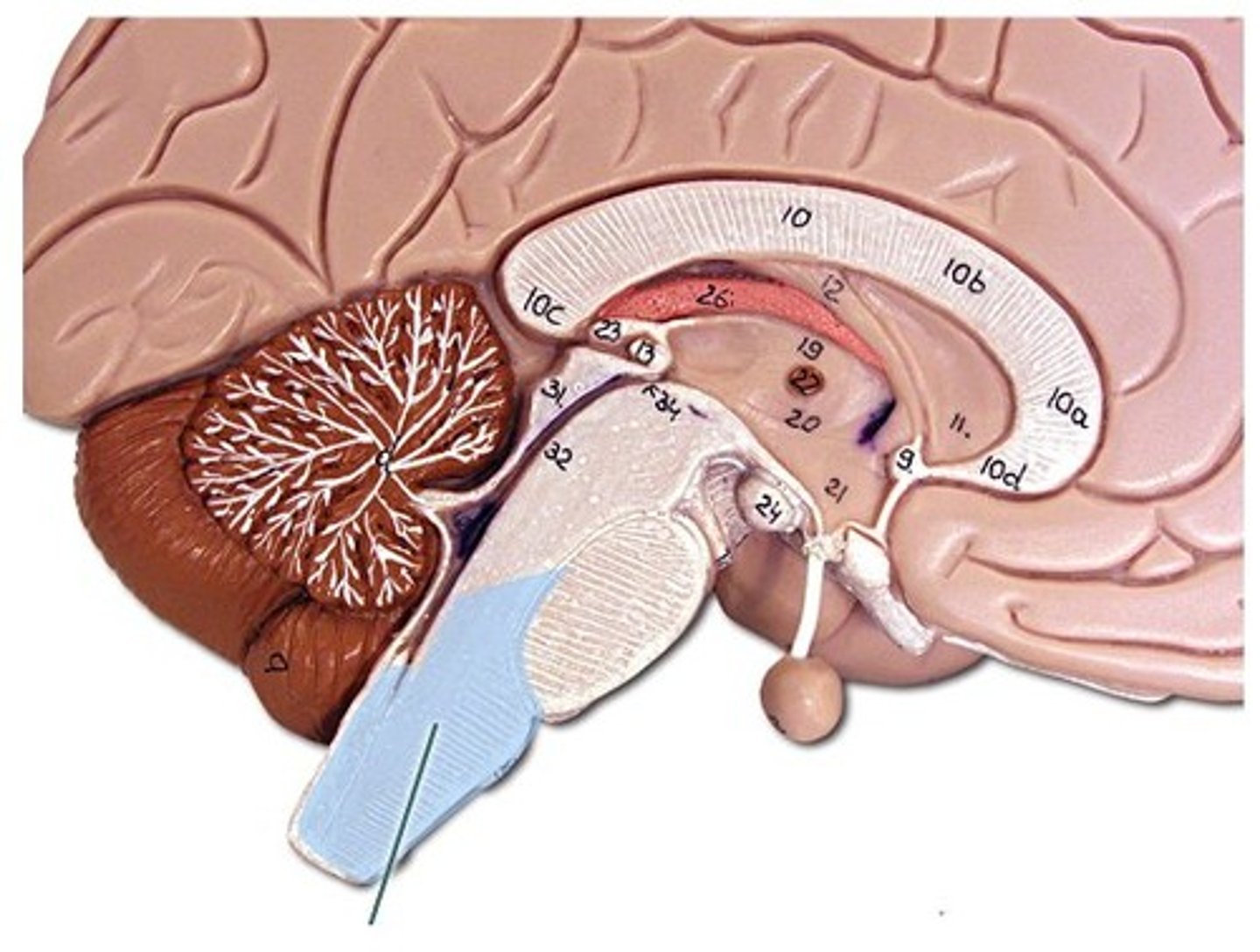 <p>Site of automatic nerve control. Controls activities like breathing, heart contraction, digestive movements, etc.</p>
