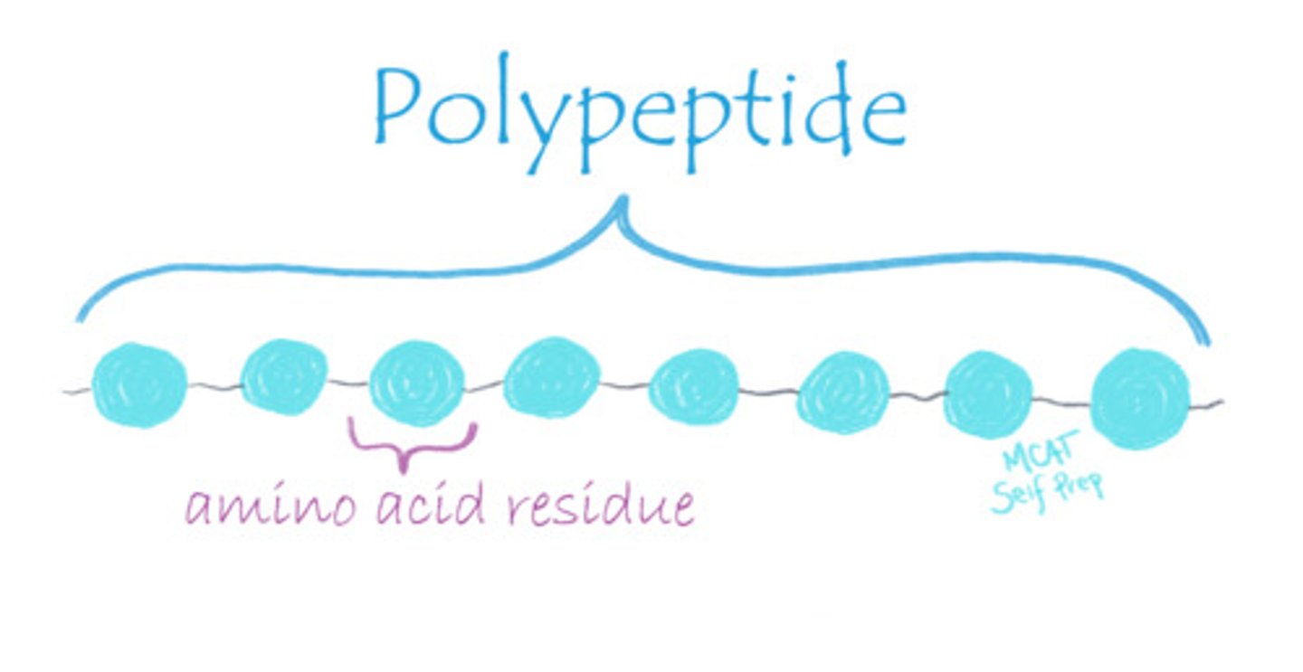 <p>(B) A single amino acid within a polypeptide chain</p><p>The term "residue" refers to a single amino acid within a polypeptide chain because some of the molecules of the amino acid are lost in the condensation reaction to form peptide bonds, leaving a "residue" behind.</p>