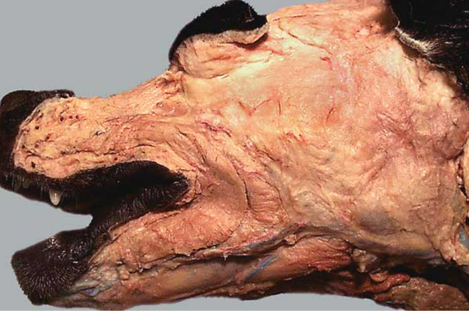 <ol><li><p>buccinator muscle: within walls of lips &amp; cheek</p></li><li><p>-</p></li><li><p>levator nasolabialis muscle: retracts nose &amp; upper lip</p></li><li><p>orbicularis oculi muscle</p></li></ol><p></p>