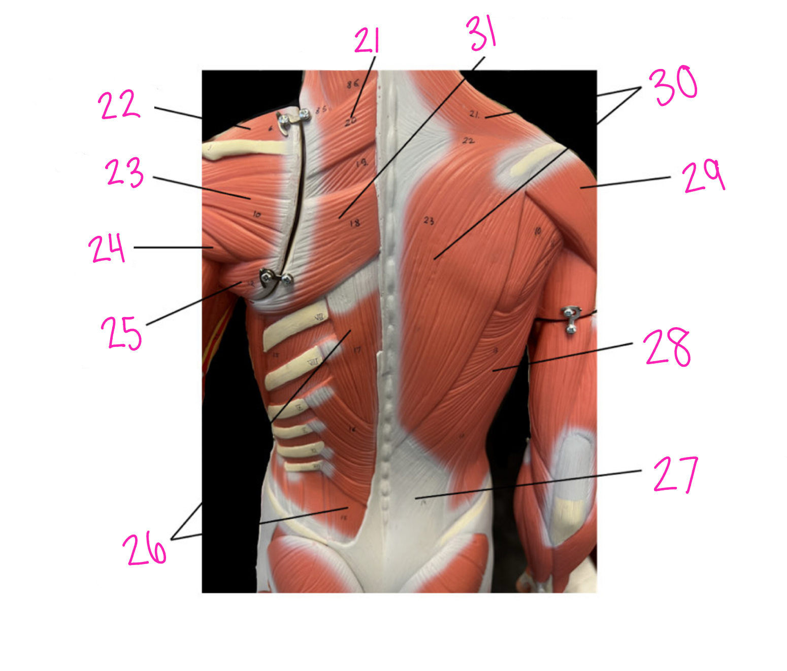 <p>26</p>