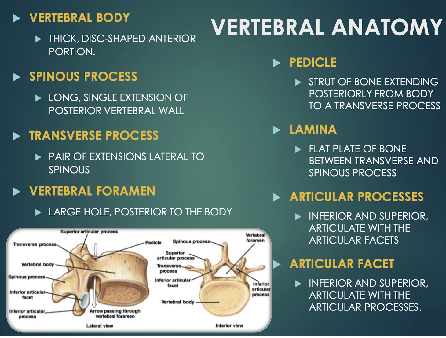 <p>Articular Facet</p>