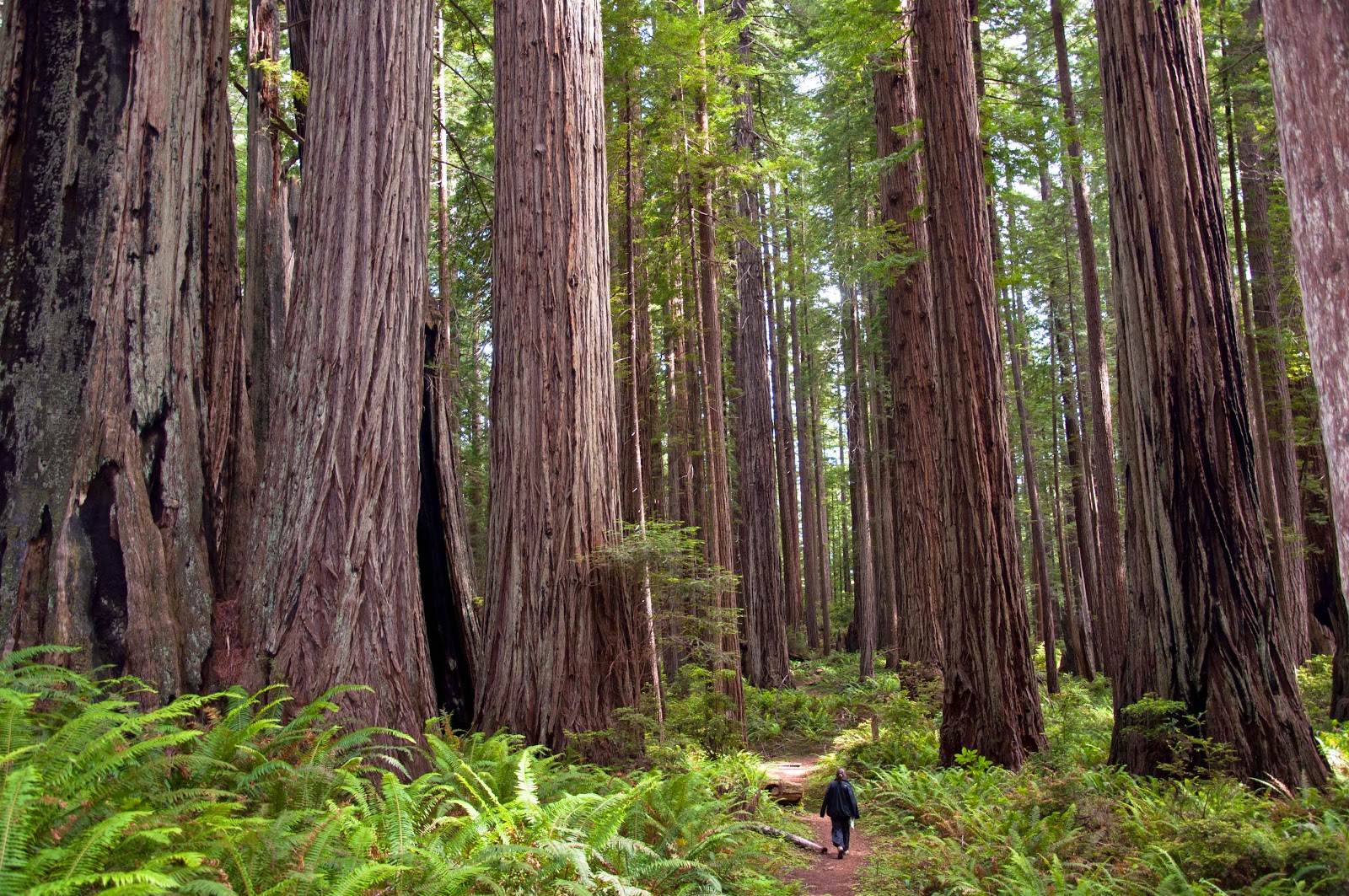 <p>Sequoia sempervirens</p>