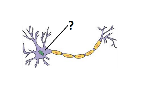 <p>contains the cell nucleus, connected to dendrites</p>