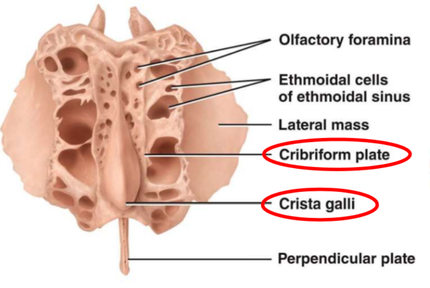 <ul><li><p>anterior cranial floor</p></li><li><p>rood of nasal cavity</p></li><li><p>perforated by olfactory foramina = passageway for olfactory nerves</p></li></ul>