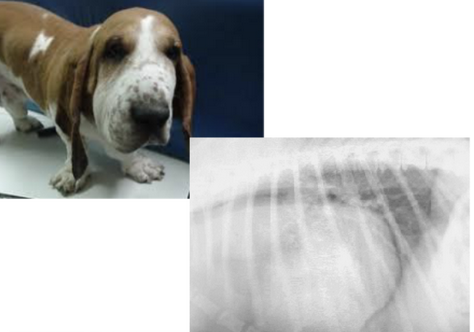 <p>- Respiratory signs: Cough, Dyspnea, Pleural fluid</p><p>- Regurgitation</p><p>- Pre-caval syndrome (Compression of the cranial vena cava -> Reduced venous return) -> pitting edema of head, neck, forelims</p><p>- Will look edematous</p><p>- Hypercalcemia</p><p>- PUPD</p>