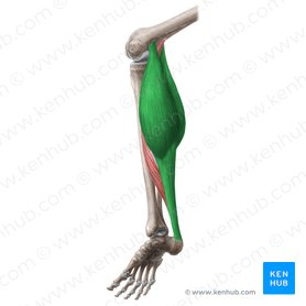 <p>Origin: posterior surface of medial femoral condyle (medial head); posterior surface of lateral femoral condyle (lateral head) Insertion: Posterior calcaneus via Achilles’ tendon Actions: Plantar flex ankle</p>