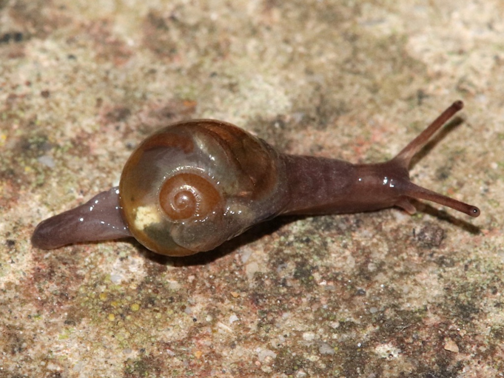 <p>Vitrina pellucida, lasikotilo</p>