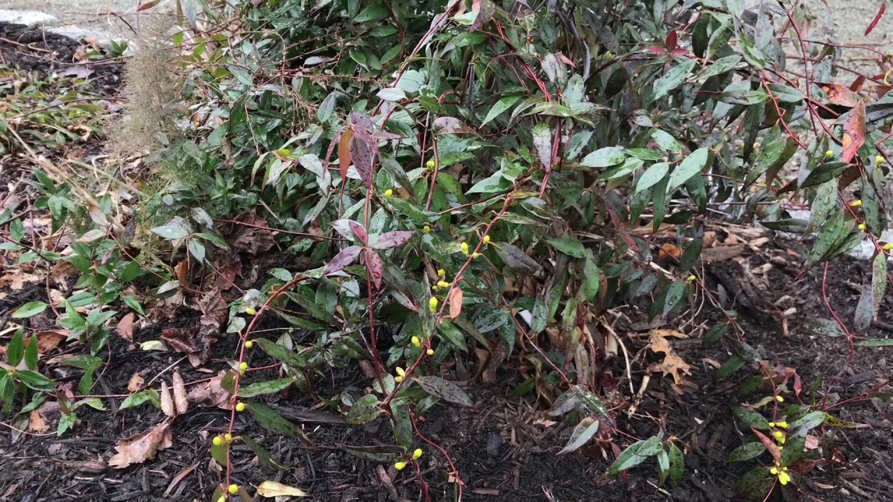 <p>Yellow jessamine</p>