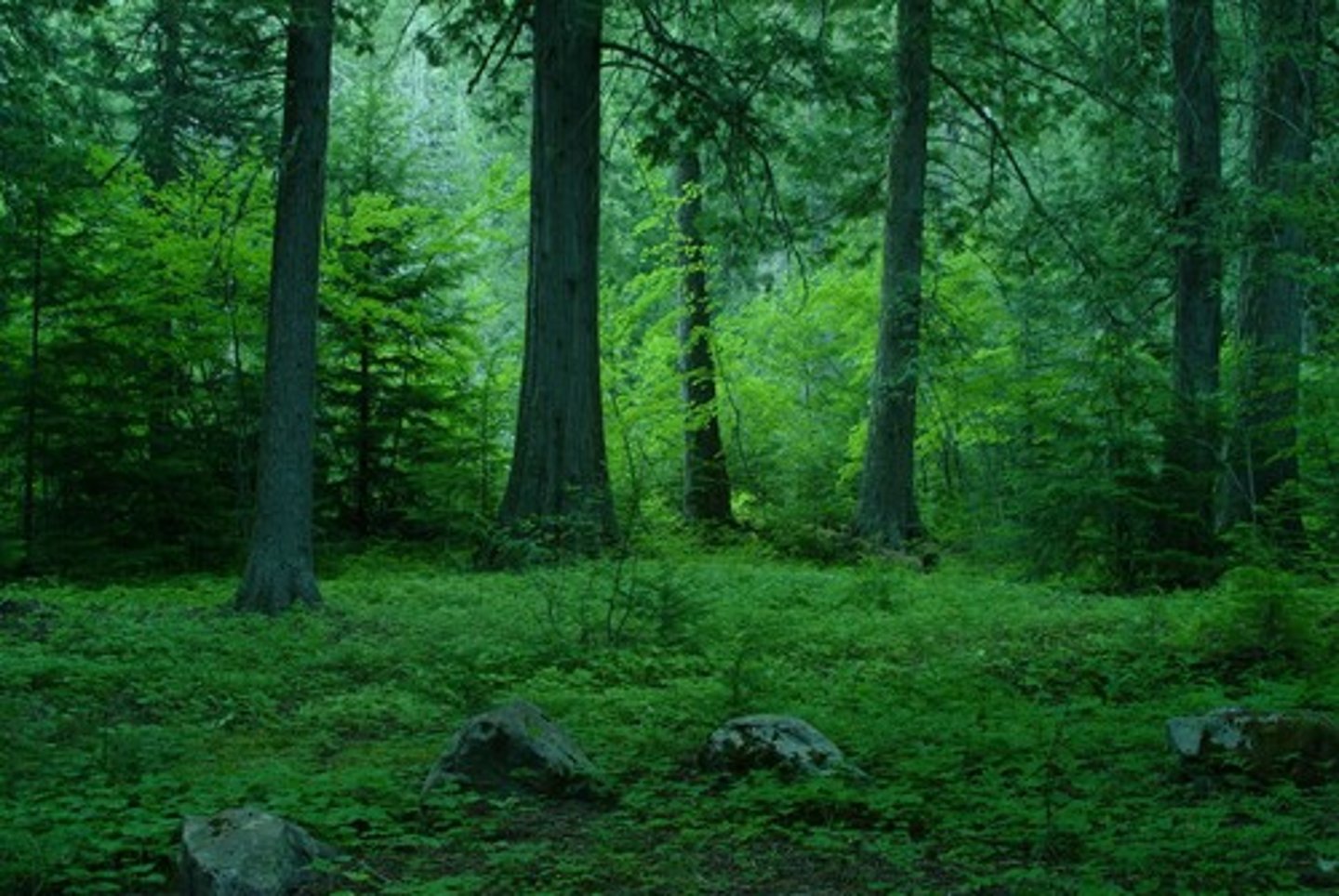 <p>The cool, dense, rainy forests of the northern Pacific coast; enshrouded in fog much of the time; dominated by large conifers</p>