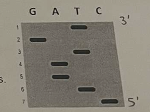 <p><span><span>the image at right shows a sequencing gel run using the sanger method. in the space provided, write the sequence of nucleotides indicated on the gel</span></span><br><span><span>for one extra point, indicate the correct sequence of the target (template) DNA used to perform the sanger sequencing method and label the 3' and 5' ends</span></span></p>