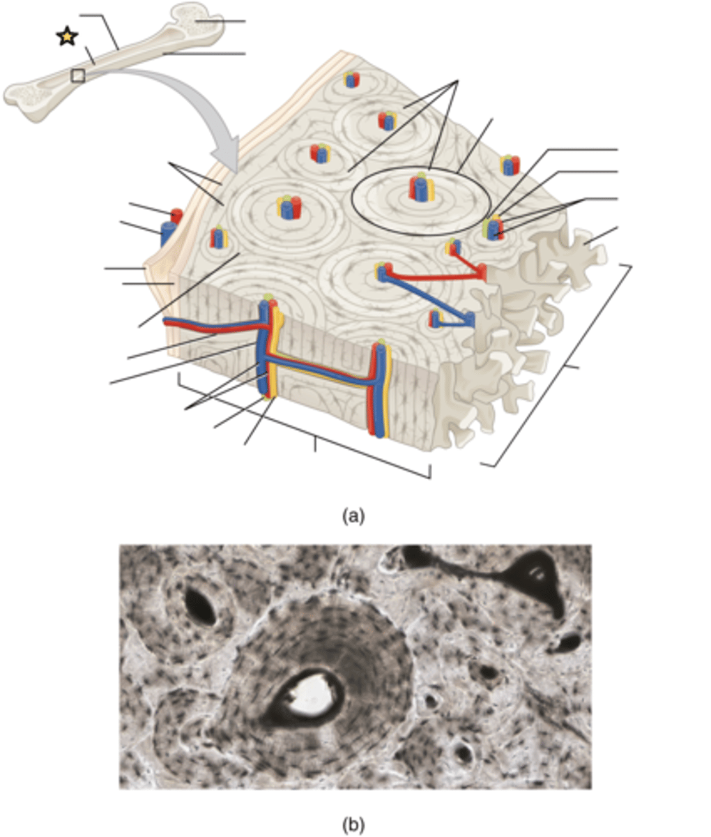 <p>Cavity within the shaft of the long bones filled with bone marrow</p>
