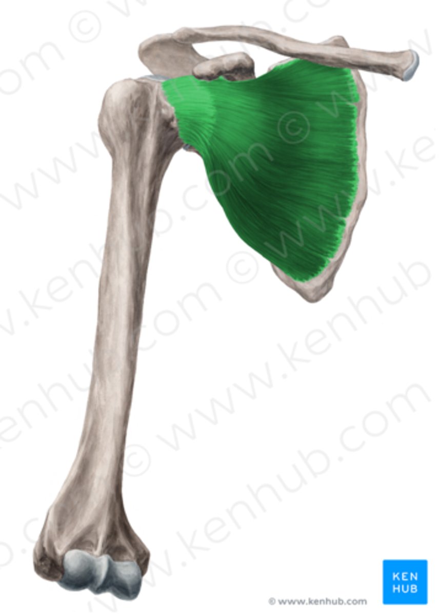 <p>O: Subscapular fossa of scapula</p><p>I: lesser tubercle of humerus</p><p>A: Medially rotate shoulder, adduct at shoulder</p><p>N: upper and lower subscapular nerves</p>