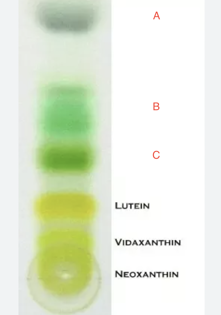<p><span>Identify A. B, and C</span></p>