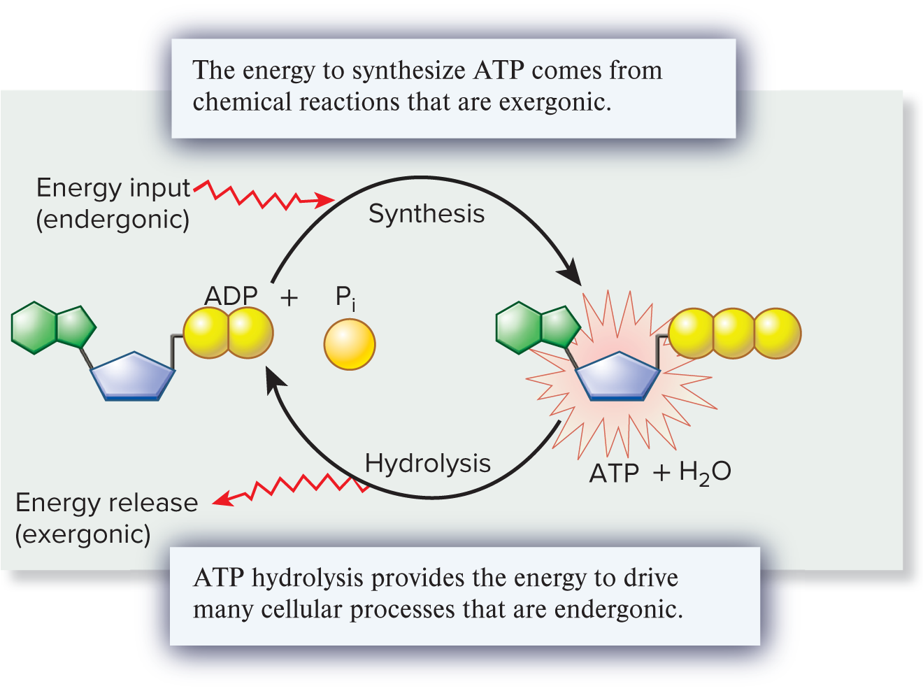 <p>Adenosine Triphosphate (ATP)</p>
