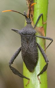 <p>“True bugs” Stink bugs, Aphids, Cicadas </p>